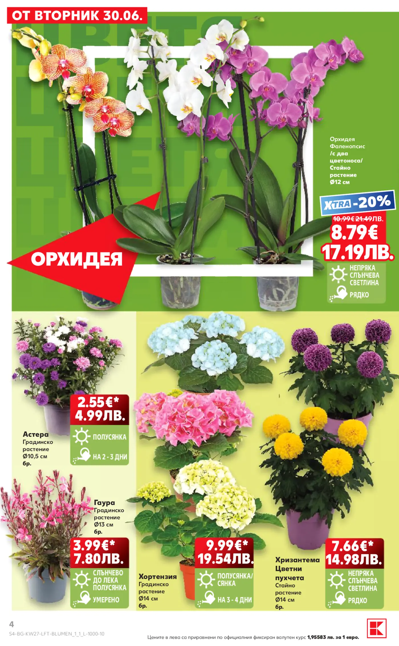 Страница от брошура с предложения за цветя, включваща орхидеи фаленопсис в различни цветове, астери, гаури, хортензии и хризантеми, с цени в евро и лева, както и информация за грижа. Офертите са валидни от 30.06.